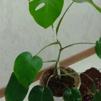 گل برگ انجیری زیبا|گل و گیاه طبیعی|قزوین, |دیوار