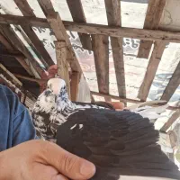 کبوتر کاکلی ماده|پرنده|رشت, کوی مهر|دیوار