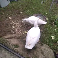 غازسفید دوتا|حیوانات مزرعه|تولم شهر, |دیوار