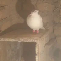 کفتر پرشی|پرنده|تربتحیدریه, بالا ولایت|دیوار