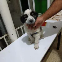 توله سگ شاهسون|سگ|میاندوآب, |دیوار