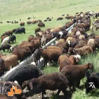 گله داری وچوپانی|استخدام سرایداری و نظافت|زرنه, |دیوار