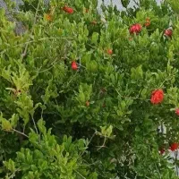 فروش منزل مسکونی کوچه شهید علی کشت کار