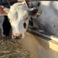 گوساله نر‌ یکماه و دوماه