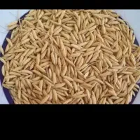 فروش برنج هاشمی درجه یک کلات به شرط