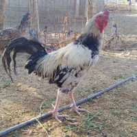 خروس فروشی هرکس خواست خبری بده