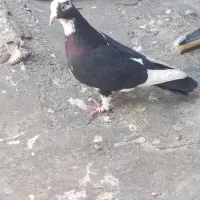 5تا کفتر پرشی نر