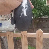 ماده زاغ پلنگ|پرنده|راور, |دیوار