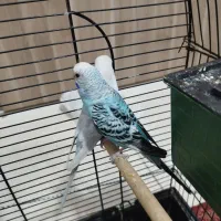 مرغ عشق انگلیسی|پرنده|محمدشهر, ولدآباد|دیوار