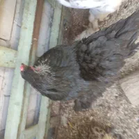 مرغ وخروس برهما