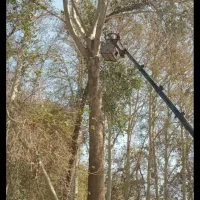 هرس کردن درختان منزل وباغ خودرابه مابسپارید|خدمات باغبانی و درختکاری|شیراز, ارم|دیوار