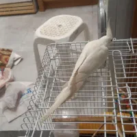 فروش عروس هلندی آلبینو ماده رام دستی ۶ ماهه