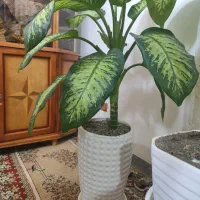 گل دیفن بسیار زیبا و سرحال|گل و گیاه طبیعی|خنداب, |دیوار