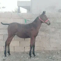 کره مادیان قره کهر شش ماه نوه سیوان فیضی بوکان|اسب و تجهیزات اسبسواری|بناب, |دیوار