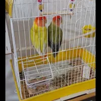 طوطی برزیلی