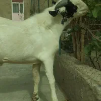 کهره نر|حیوانات مزرعه|زهک, |دیوار