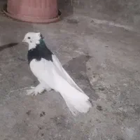 کبوتر
