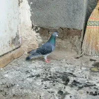 کفتر صید|پرنده|مشهد, ابوذر|دیوار