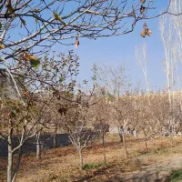 باغ ۸ من صفا باغی|فروش زمین و ملک کلنگی|بناب, |دیوار