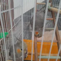 عروس هلندی|پرنده|رودسر, |دیوار