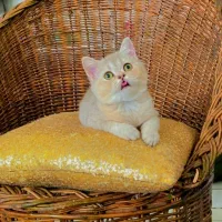 بچه گربه بریتیش چشم سبز