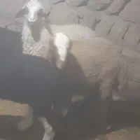 بره نر