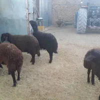 بره نر بره قوچی قزل افشار|حیوانات مزرعه|سیدان, |دیوار