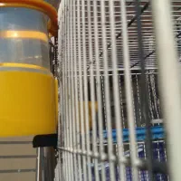 فنچ نو جوان سفید اشکی|پرنده|شاهین‌شهر, گرگاب|دیوار