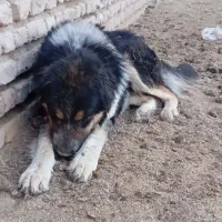 سگ گله دهن پاک بیابون رفته