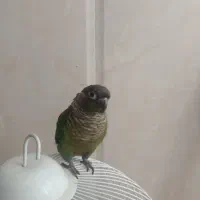 گرینچینگ نر دستی باقفس|پرنده|نیشابور, هفده شهریور|دیوار