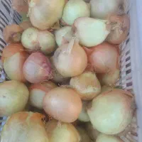 پیاز اصفهان|عمده‌فروشی|محمدیه-قزوین, |دیوار