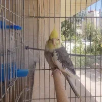 عروس هلندی نر