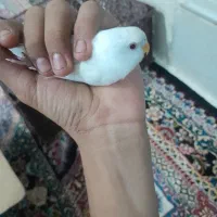 مرغ عشق