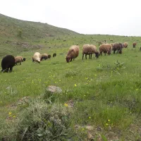 گوسفند