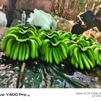 فروش عمده موز هندی|خوردنی و آشامیدنی|قم, تکیه آقا سید حسنی|دیوار