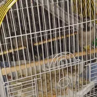 یک جفت قناری