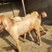 کهر نر چاق|حیوانات مزرعه|میناب, |دیوار