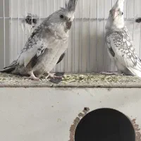 جفت عروس هلندی|پرنده|تربت جام, شاهد|دیوار