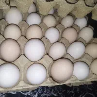 تخم مرغ ۱۰۰ درصد نطفه دار