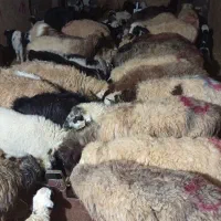 میش بره دار