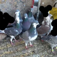 مجسمه کفتر  ارزون