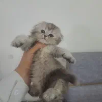 گربه اسکاتیش و بریتیش و پرشین