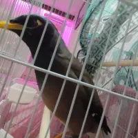 مرغ مینا نر سخنگو