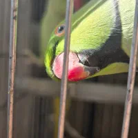 طوطی نر و ماده ملنگو نیمه رام و سخنگو (15 کلام)|پرنده|میبد, |دیوار