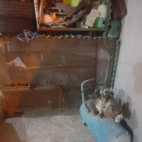 پرنده