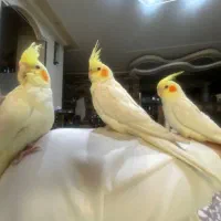 جوجه عروس هلندی|پرنده|شیراز, صنایع الکترونیک|دیوار