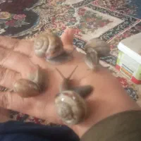 حلزون سالم|خزنده|زابل, |دیوار