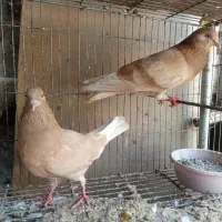کبوتر زرد پرشی وپتی والا