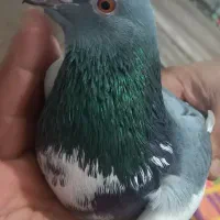 گوالا نر توپ لاری اغ