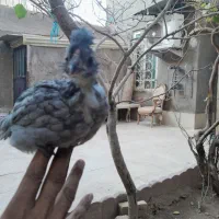 فروش تخم نطفه دار و جوجه|حیوانات مزرعه|زرندیه, |دیوار